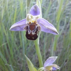 Auch eine seltene Orchideenart, die Bienenragwurz, wurde bereits entdeckt.
