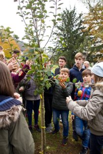 Die Klasse 7a „schmückt“ die neu gepflanzten Bäume mit ihrem selbst hergestellten „Vogelbuffet“ Die Klasse 7a „schmückt“ die neu gepflanzten Bäume mit ihrem selbst hergestellten „Vogelbuffet“