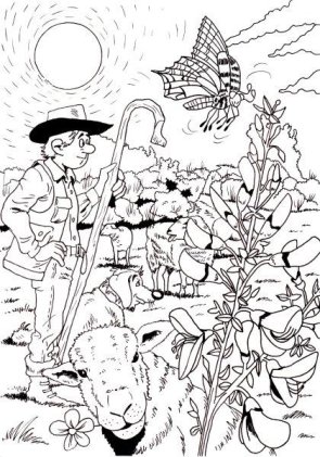 Nationalpark Eifel: Ginsterblüte und Dreiborner Hochfläche Nationalpark Eifel: Ginsterblüte und Dreiborner Hochfläche