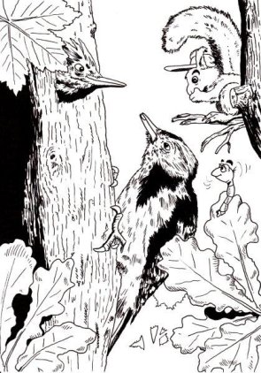 Nationalpark Eifel: Mittelspecht Nationalpark Eifel: Mittelspecht