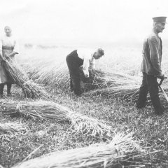 Getreideernte Anfang der 1930er Jahre