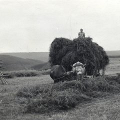 Heuernte, links: Heubock, ca, 1930er Jahre