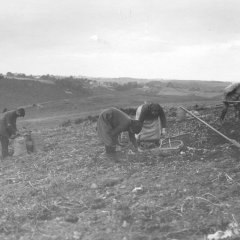 Kartoffelernte ("An de Erpel") "Auf dem Nonnenhügel, im Hintergrund: Ettelscheid, ca. 1930er Jahre