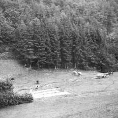 Zum Bleichen in der Sonne ausgelegte Wäsche am Berenbach, ca. 1930er Jahre