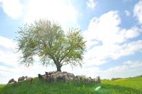 Schafherde unter einem Baum Schafherde unter einem Baum