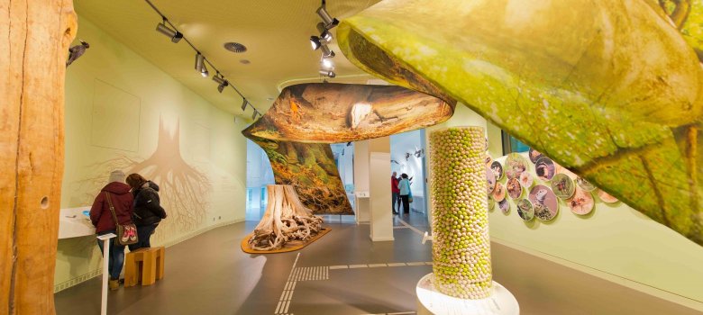 Ausstellung im Nationalpark-Zentrum Eifel Ausstellung im Nationalpark-Zentrum Eifel