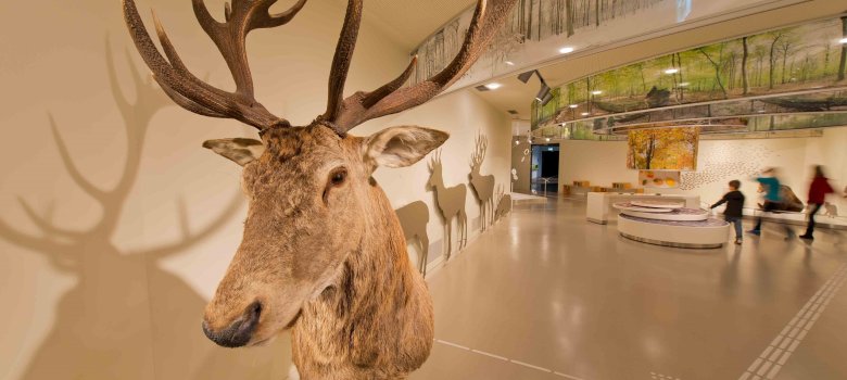 Ausstellung im Nationalpark-Zentrum Eifel Ausstellung im Nationalpark-Zentrum Eifel