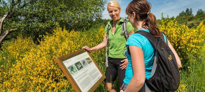 Ginsterblüte auf der Dreiborner Hochfläche im Nationalpark Eifel Informationstafel am Eingang des Nationalparks Eifel