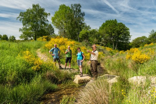 Ginsterblüte auf der Dreiborner Hochfläche im Nationalpark Eifel Mit dem Ranger durch den Nationalpark Eifel