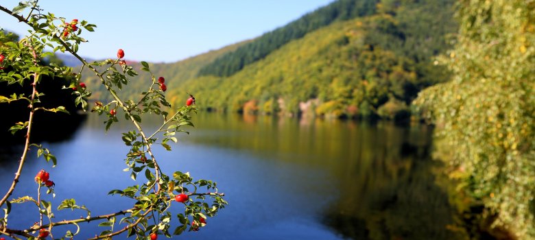 Urftsee im Nationalpark Eifel Urftsee im Nationalpark Eifel