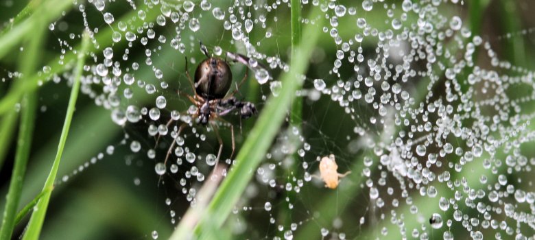 Spinnwebe mit Tautropfen und Spinne Spinnwebe mit Tautropfen und Spinne
