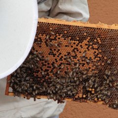 So manche Biene hat es sich auf dem Rahmen gemütlich gemacht und benötigt eine besondere Aufforderung, sich ein anderes Plätzchen zu suchen. 