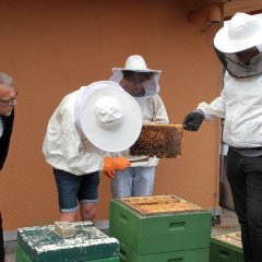 Behutsam wird der Bienenstock geöffnet, um die mit Honig gefüllten Wabenrahmen zu entnehmen. 