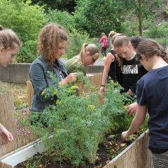 Die Schülerinnen und Schüler der Schulgarten-AG setzen die Hochbeete vor der Ferienzeit nochmal instand. 