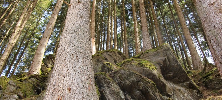 WildnisTrail im Nationalpark Eifel WildnisTrail im Nationalpark Eifel