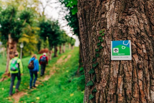 Wandern auf den EifelSpuren Mit dem Ranger durch den Nationalpark Eifel