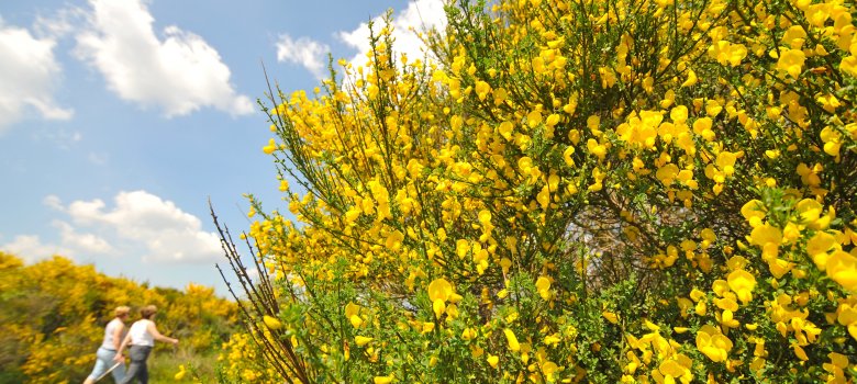 Wandern und Nordic Walking auf der Dreiborner Hochfläche