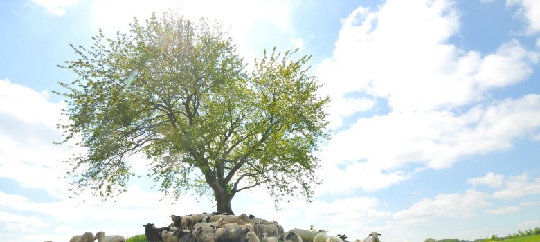 Schafherde unter einem Baum Schafherde unter einem Baum