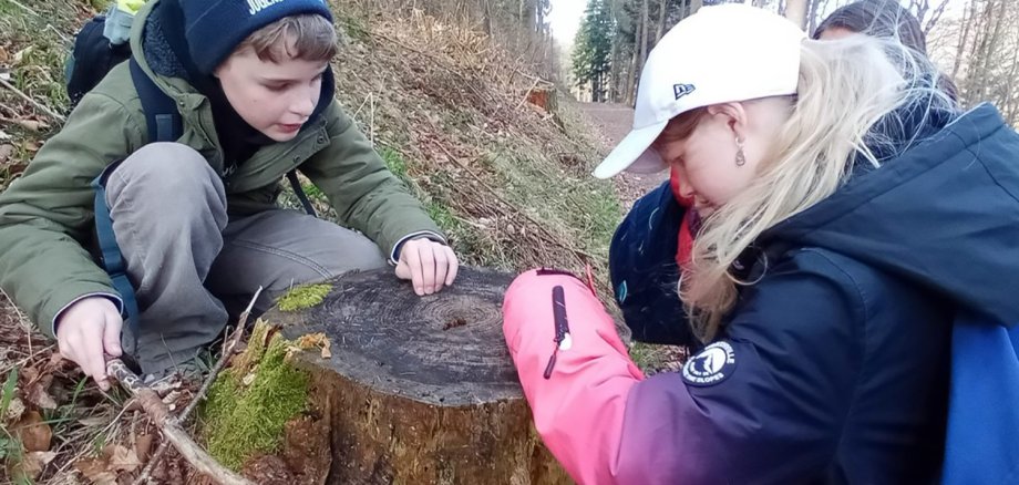 Im Totholz des Waldes lassen sich viele Jahresringe gut erkennen und vielleicht auch das eine oder andere Lebewesen entdecken.