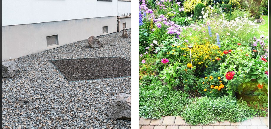 Vom Schottergarten zum blühenden Paradies für Insekten mit einer Entsiegelungspartnerschaft.