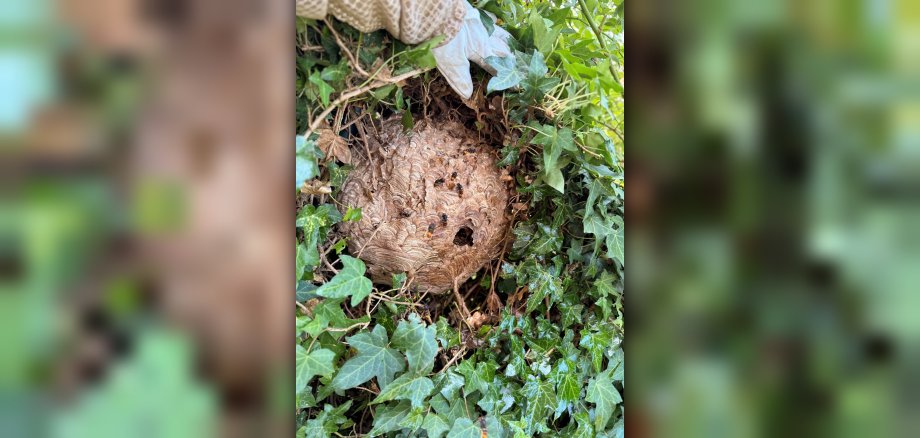 Das Nest der Asiatischen Hornisse in einer Efeuhecke in Mechernich - Kommern.