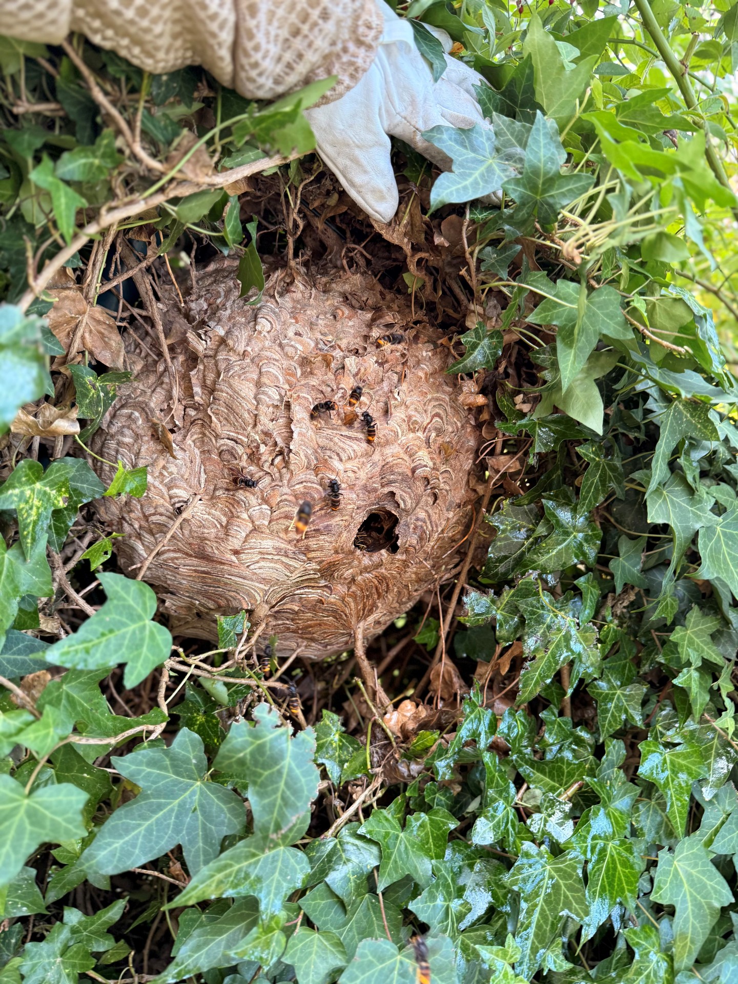 Das Nest der Asiatischen Hornisse in einer Efeuhecke in Mechernich - Kommern.