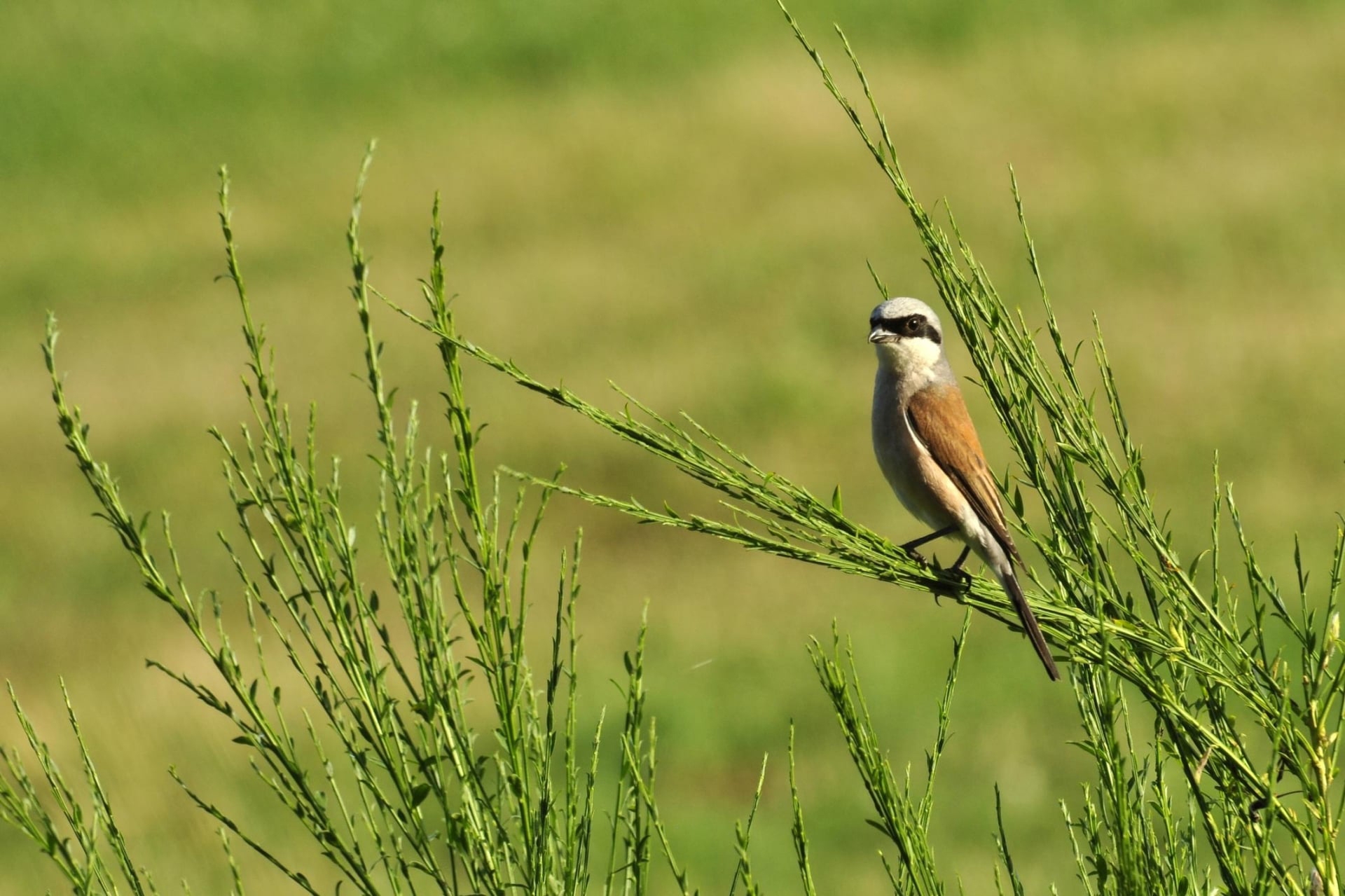 Der Neuntöter zählt zu den Arten, die offene strukturierte Landschaften mit vielen Gebüschen benötigen. Er findet unter anderem im Nationalpark Eifel ein Zuhause.