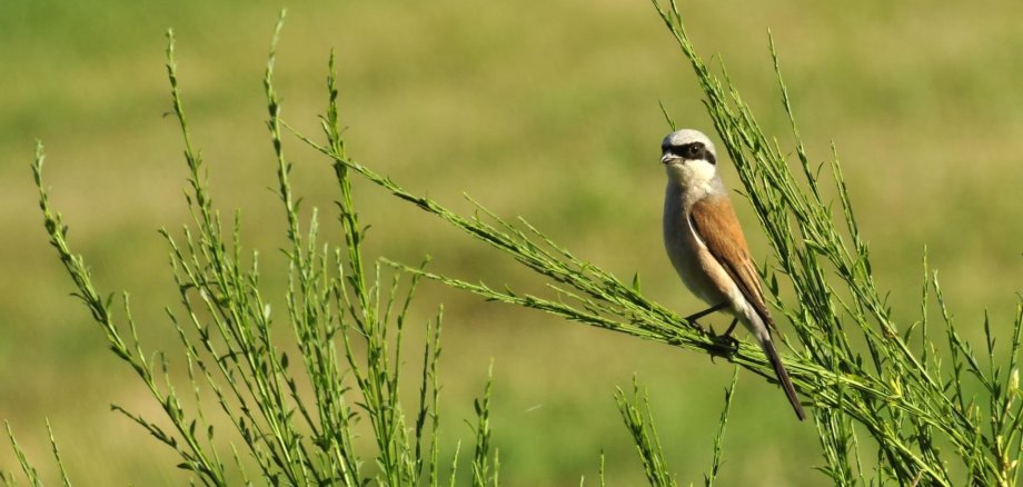 Der Neuntöter zählt zu den Arten, die offene strukturierte Landschaften mit vielen Gebüschen benötigen. Er findet unter anderem im Nationalpark Eifel ein Zuhause. Der Neuntöter zählt zu den Arten, die offene strukturierte Landschaften mit vielen Gebüschen benötigen. Er findet unter anderem im Nationalpark Eifel ein Zuhause.