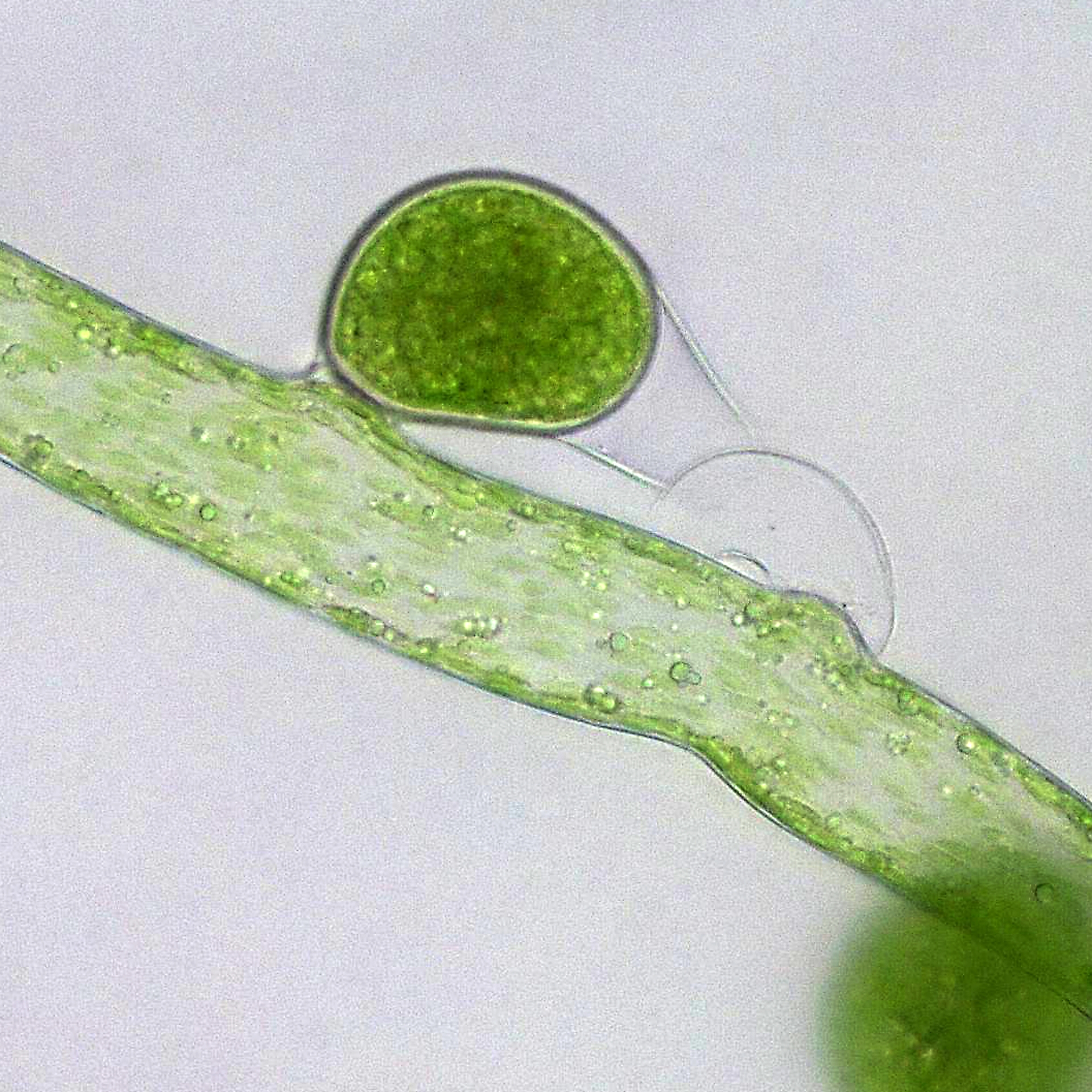 Fortpflanzung der Schlauchalge Vaucheria prolifera. (© Karl-Heinz Linne von Berg)
