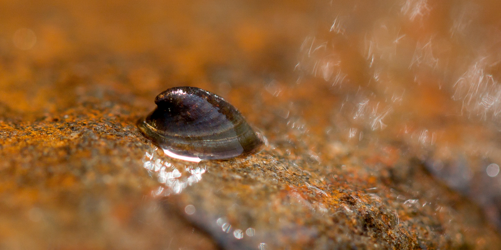 Flussnapfschnecke (Ancylus fluviatilis).