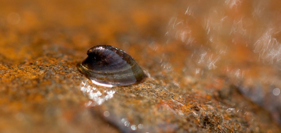 Flussnapfschnecke (Ancylus fluviatilis). Flussnapfschnecke (Ancylus fluviatilis).