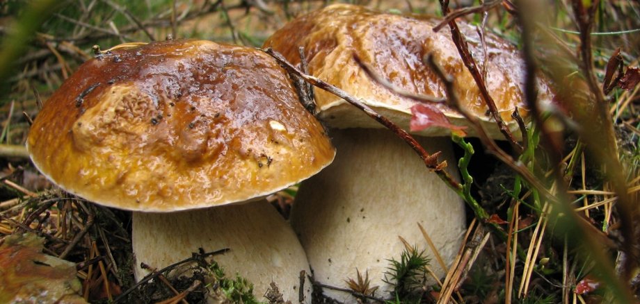 Pilze erfüllen wichtige Funktionen in einem Ökosystem und dürfen in einem Großschutzgebiet wie dem Nationalpark Eifel nicht entfernt werden. Im Nationalpark Eifel herrscht absolutes Sammelverbot.