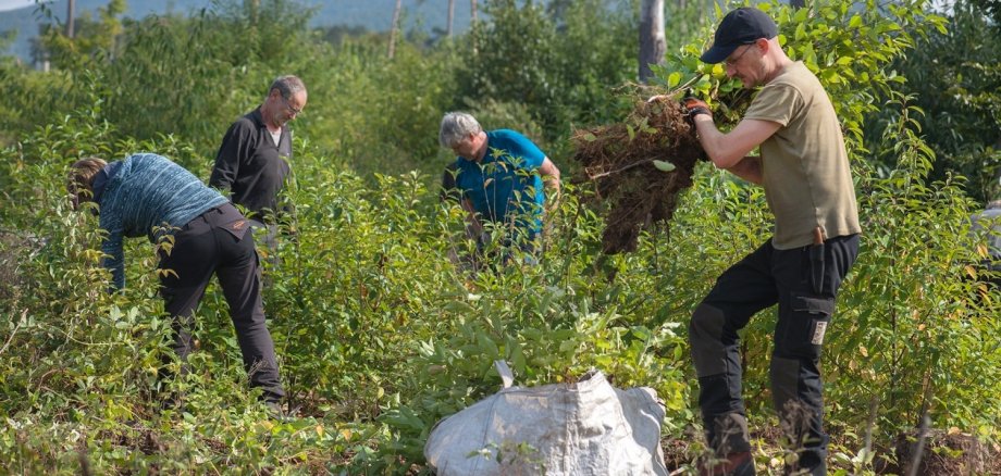 Das Bergwaldprojekt ist Anfang September im Nationalpark Eifel zu Gast: In der Einsatzwoche engagieren sich die Freiwilligen beispielsweise, indem sie die invasive Art Spätblühende Traubenkirsche entfernen.   