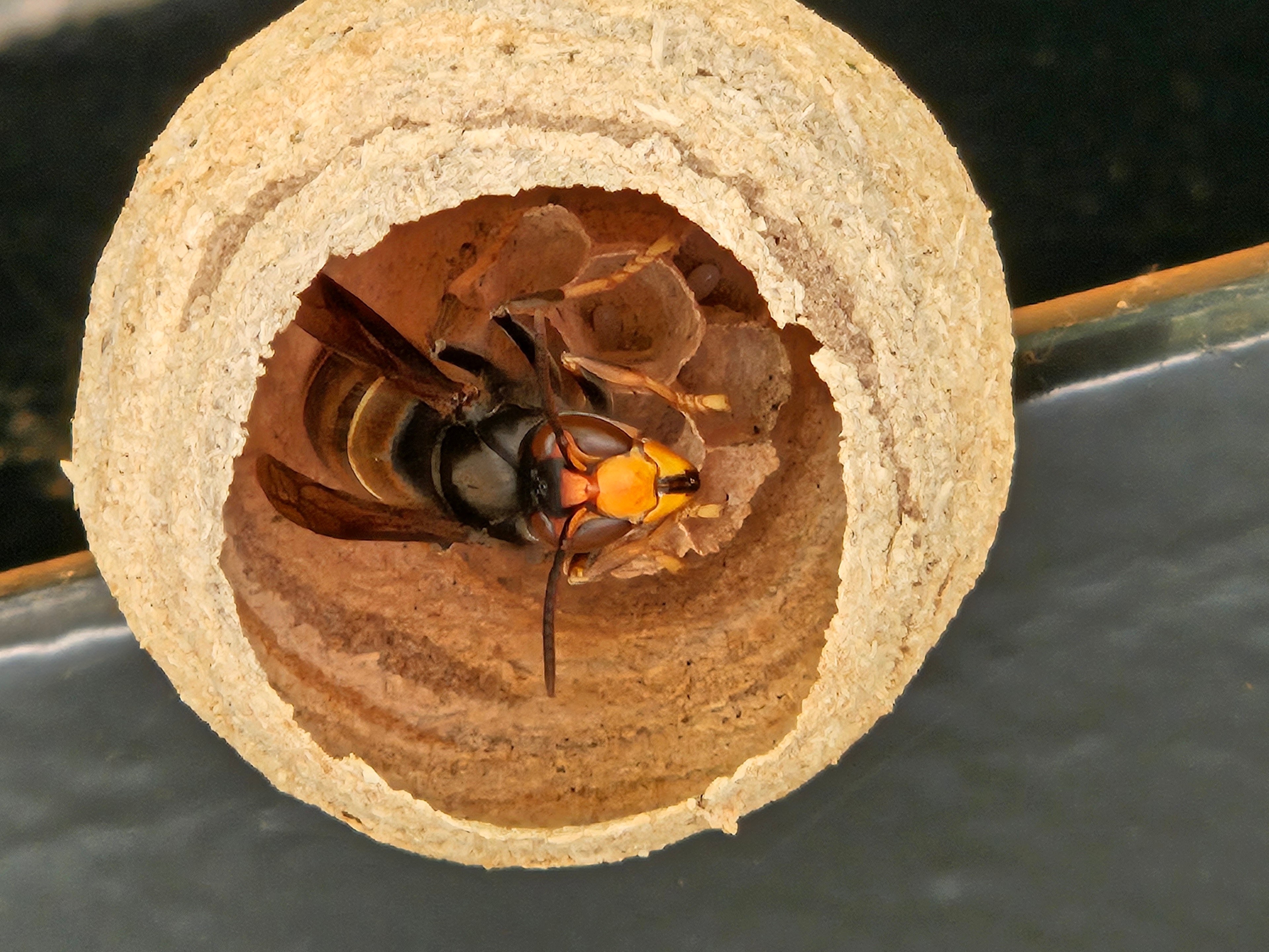 Ein etwa tennisballgroßes Embryonalnest der Asiatischen Hornisse, das vor wenigen Tagen in Kirchheim entdeckt wurde.
