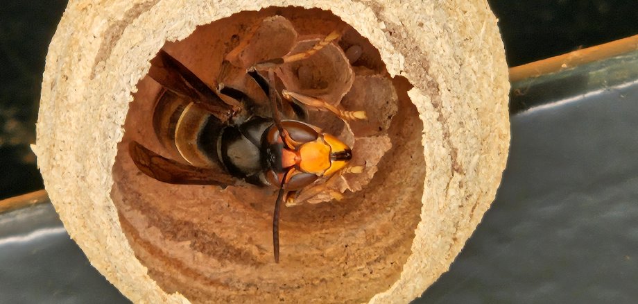 Ein etwa tennisballgroßes Embryonalnest der Asiatischen Hornisse, das vor wenigen Tagen in Kirchheim entdeckt wurde.