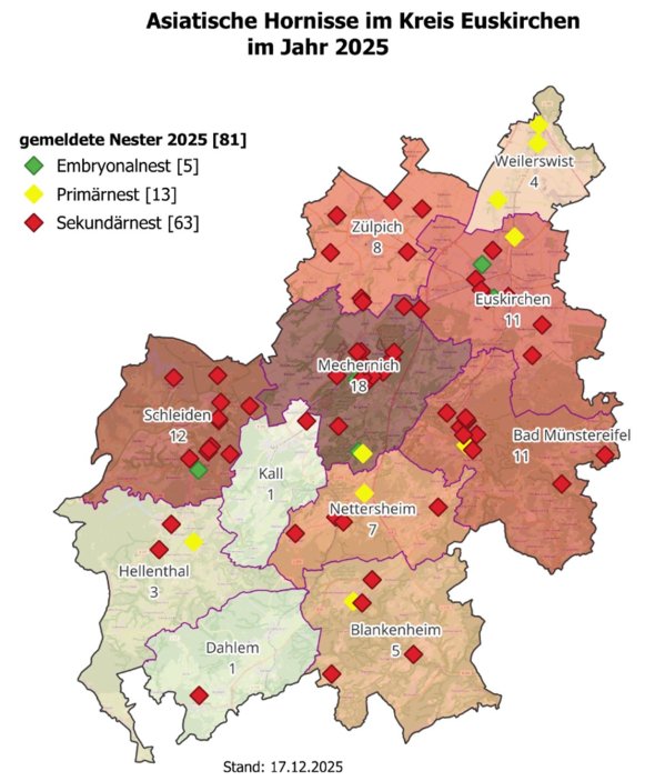 Insgesamt 81 Nester der Asiatischen Hornisse wurden 2025 im Kreis Euskirchen entdeckt. Insgesamt 81 Nester der Asiatischen Hornisse wurden 2025 im Kreis Euskirchen entdeckt.