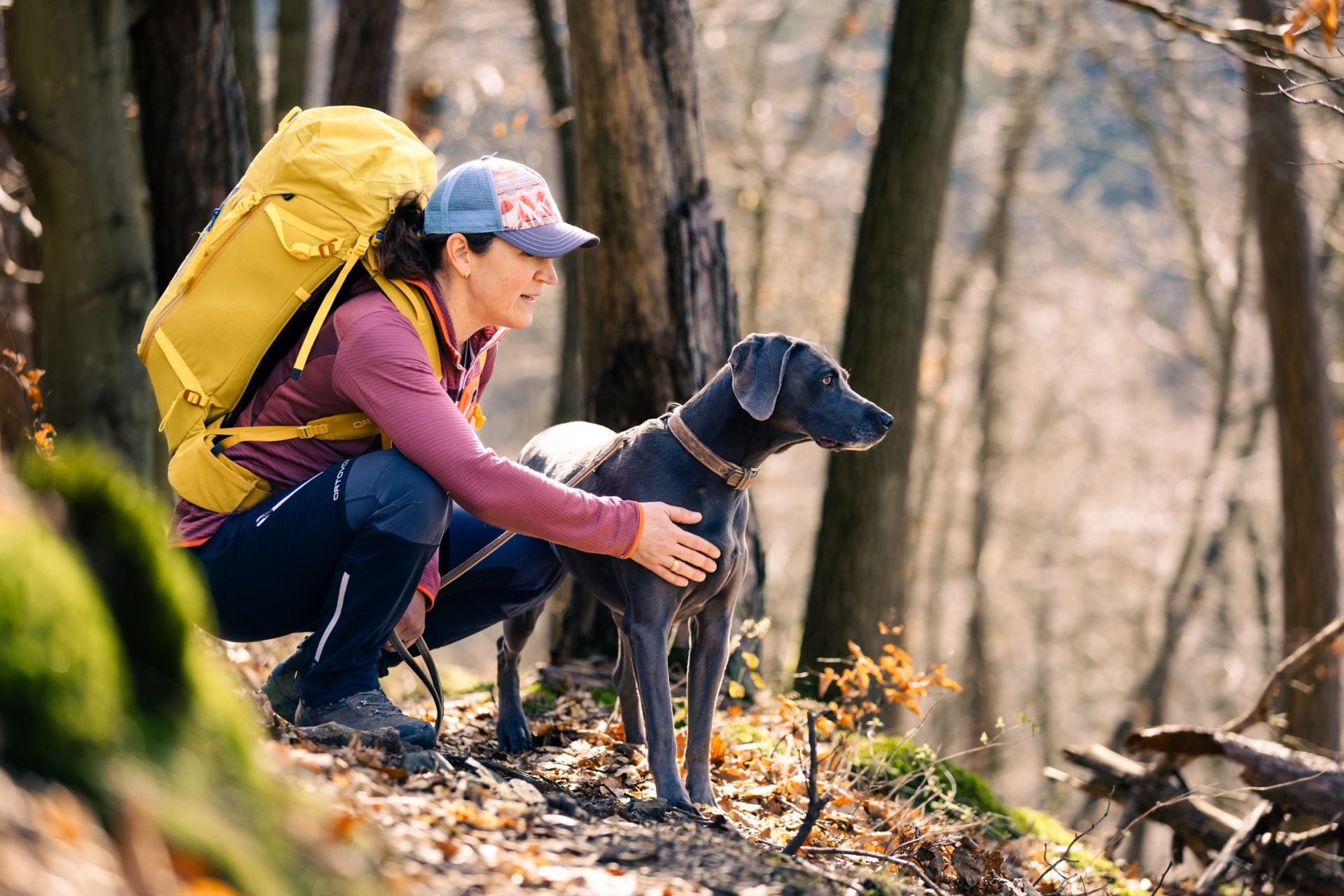 Hund, Wanderer, Wald