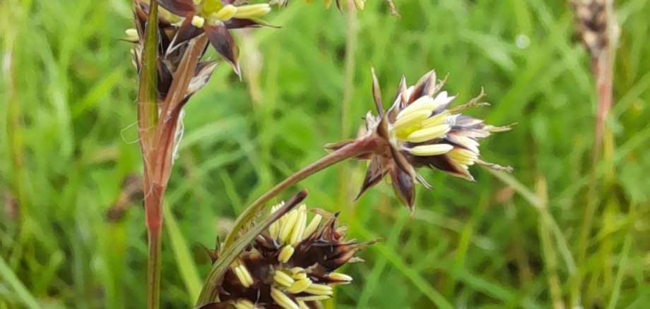 Wer hätte gedacht, dass ein Gras so auffällige Blüten haben kann? Feld-Hainsimse (Luzula campestris).