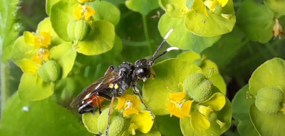 Blattwespenart unserer Region: die Zypressenwolfsmilch-Blattwespe (Tenthredo solitaria) ist ökologisch eng an das Vorkommen von Zypressenwolfsmilch gebunden. Blattwespenart unserer Region: die Zypressenwolfsmilch-Blattwespe (Tenthredo solitaria) ist ökologisch eng an das Vorkommen von Zypressenwolfsmilch gebunden.