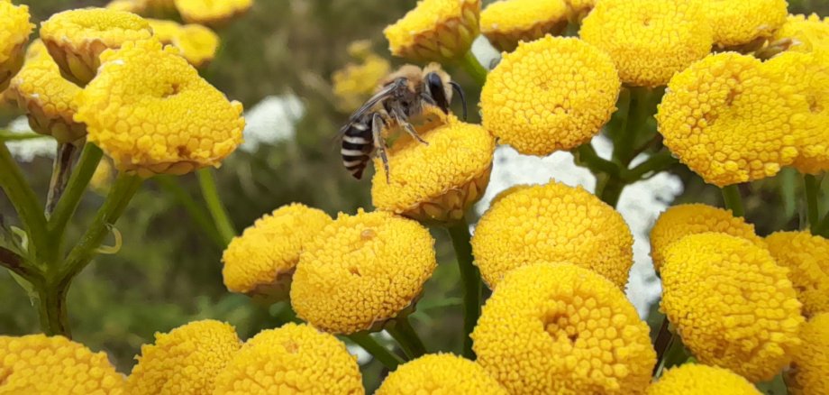 Solitäre Wildbienenart: die Rainfarn-Seidenbiene (Colletes similis)
