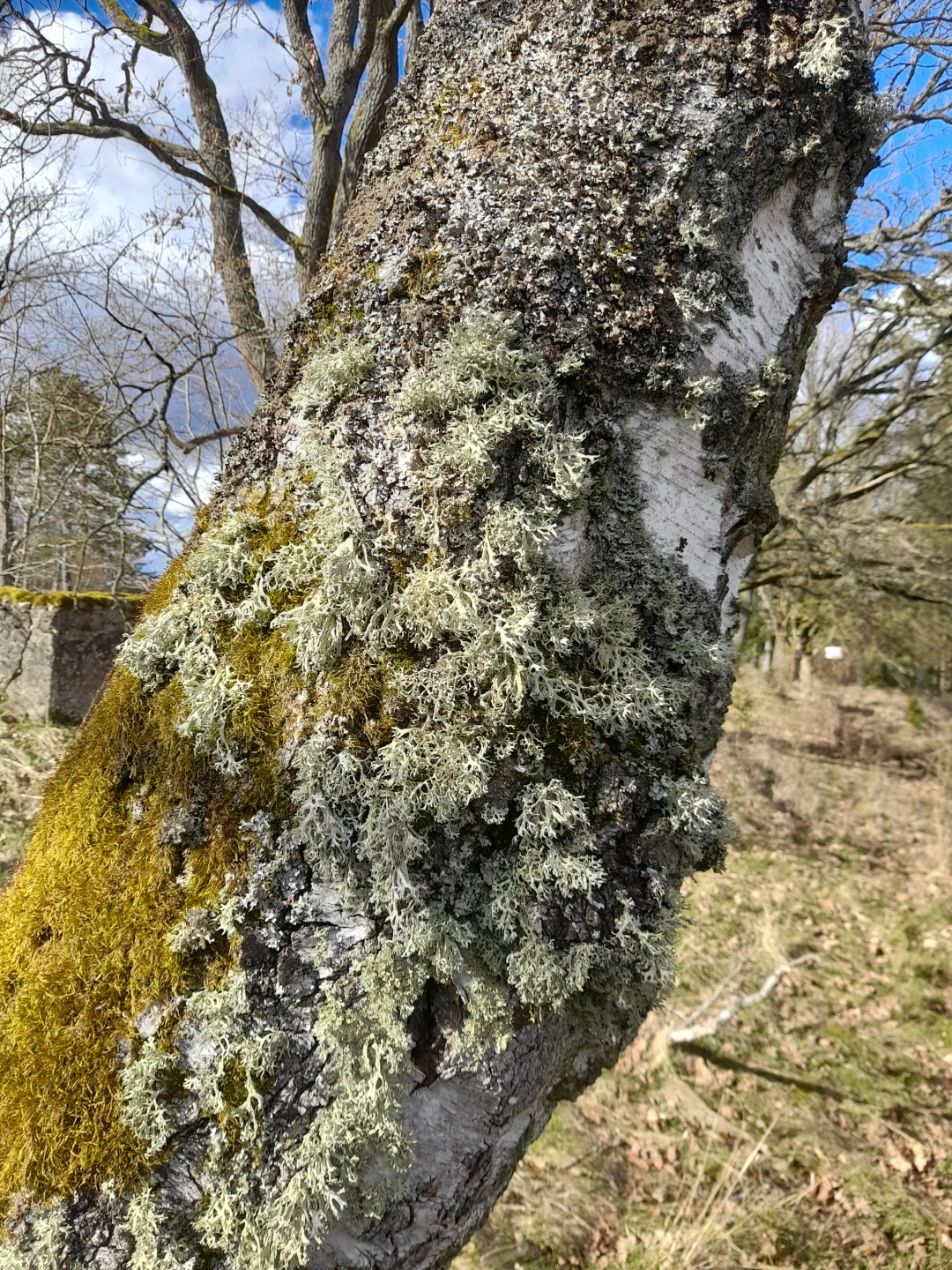 Spannender Lebensraum für Moose und Flechten: Baumrinde. Spannender Lebensraum für Moose und Flechten: Baumrinde.