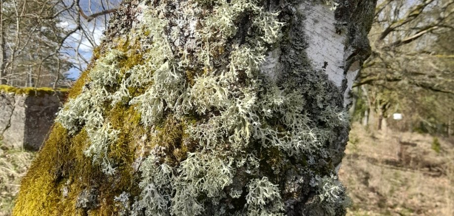 Spannender Lebensraum für Moose und Flechten: Baumrinde.