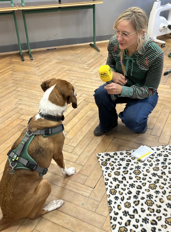 So zutraulich und ruhig ist Lilli, dass die Reporterin fast versucht ist, ein Interview mit der Schulhündin zu führen.