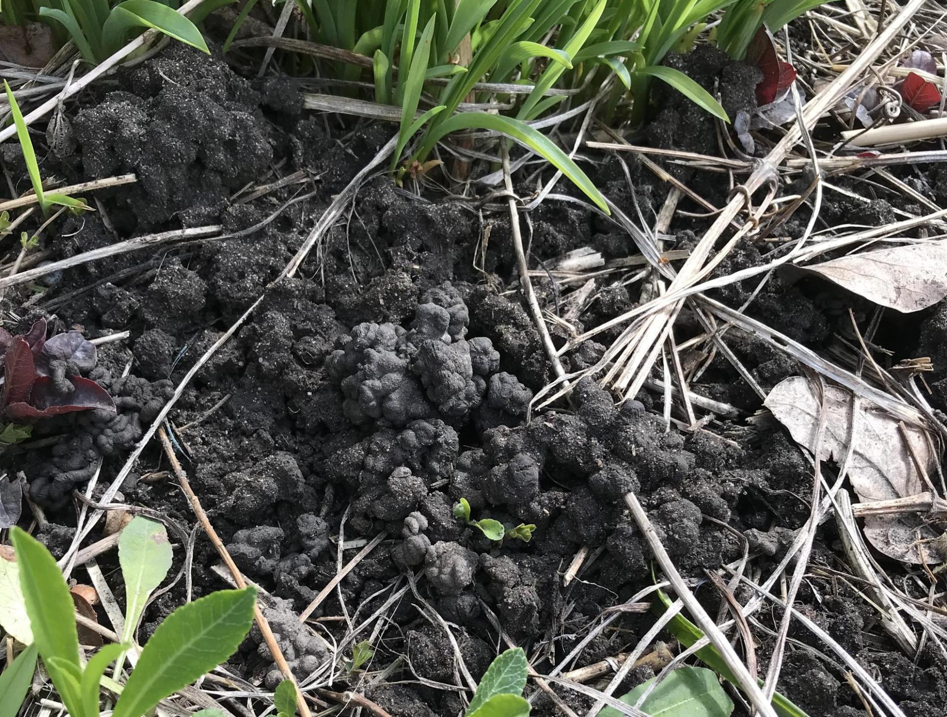 Abbildung eines fruchtbaren Bodens.