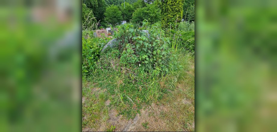 Nutzungsberechtigte werden gebeten, sich bis zum 31.03.2026 bei der Friedhofsverwaltung zu melden.