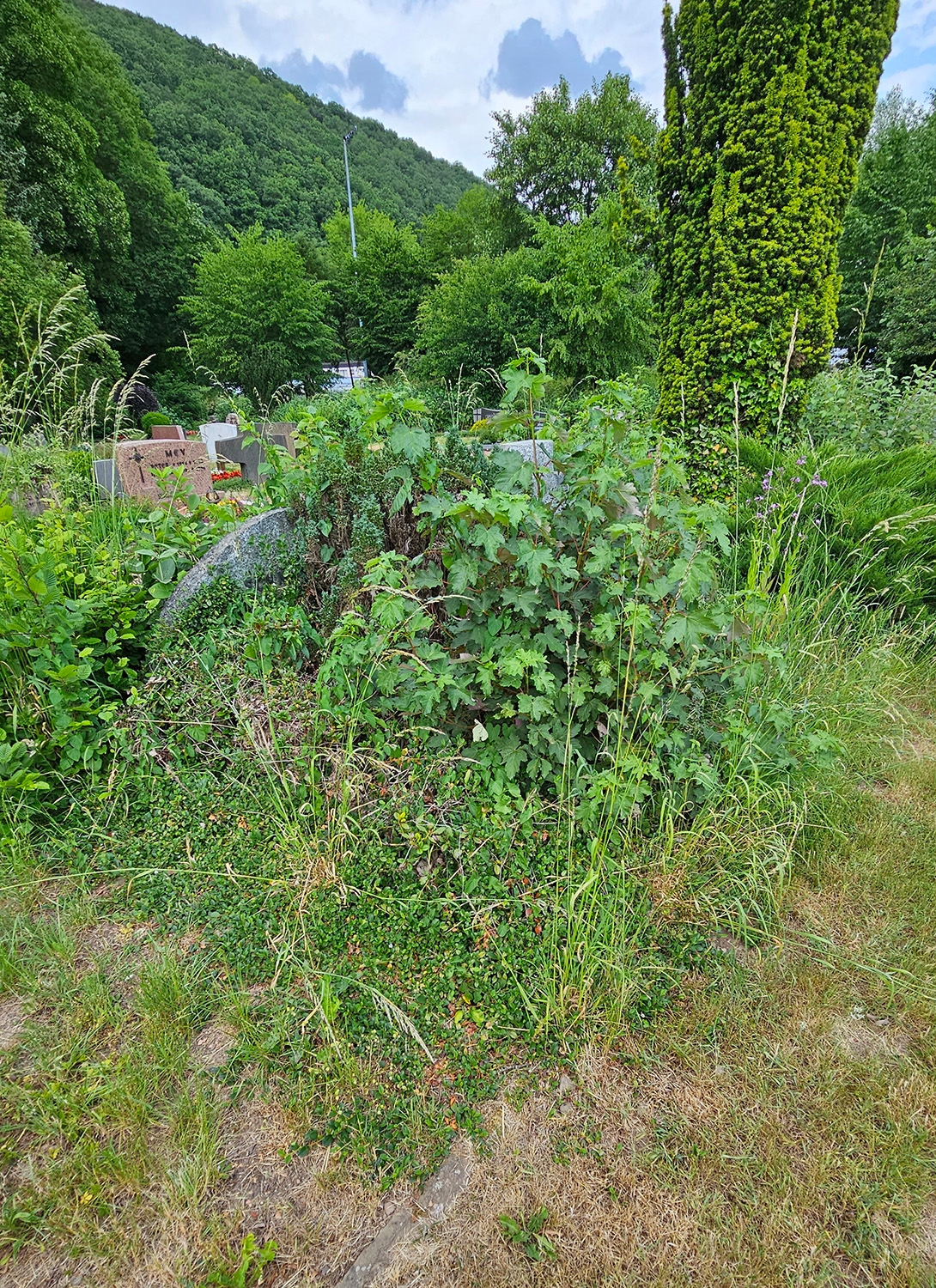 Nutzungsberechtigte werden gebeten, sich bis zum 31.03.2026 bei der Friedhofsverwaltung zu melden.