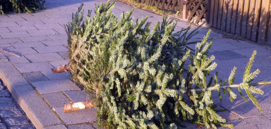 Weihnachtsbaum nach dem Fest.