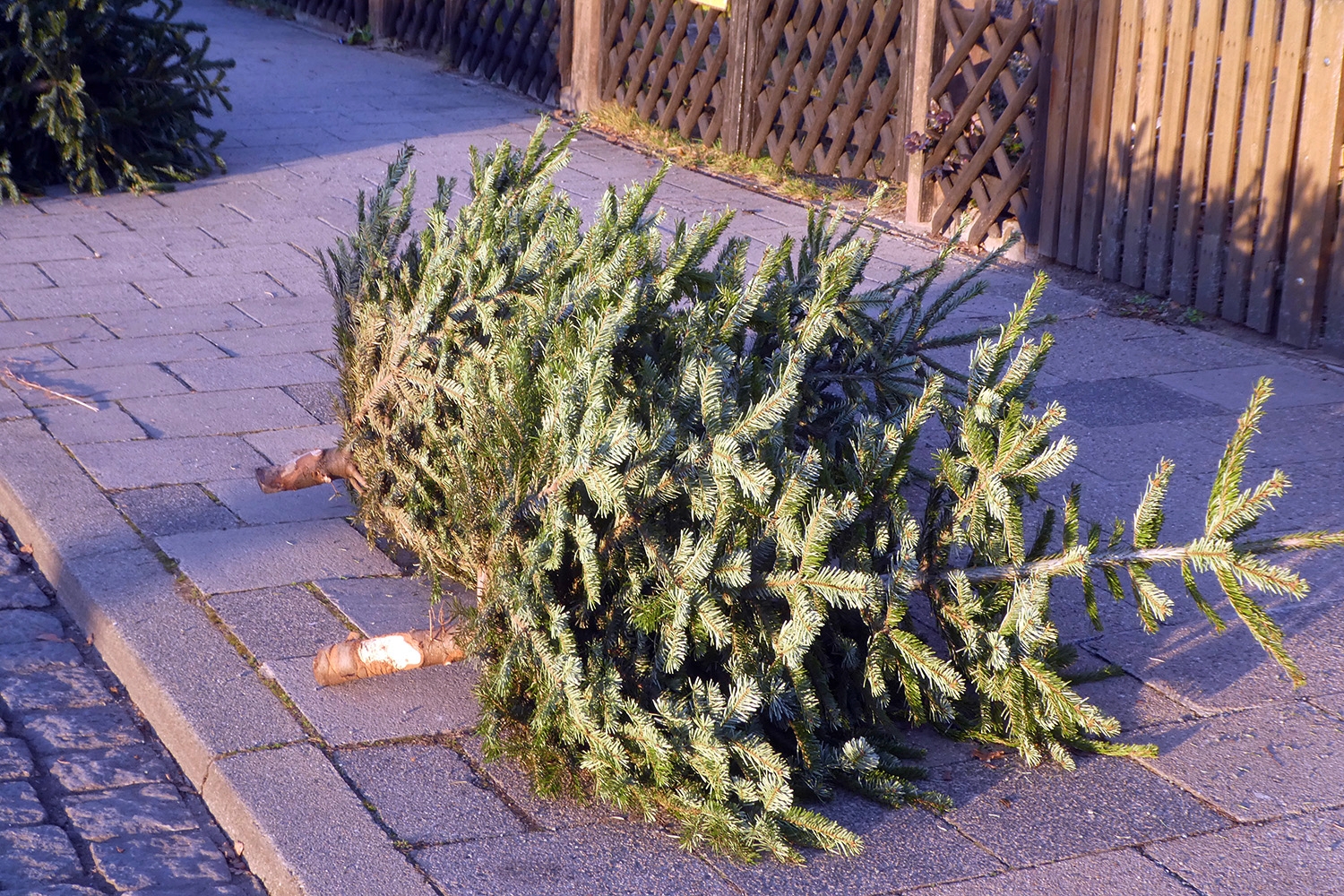 Weihnachtsbaum nach dem Fest.