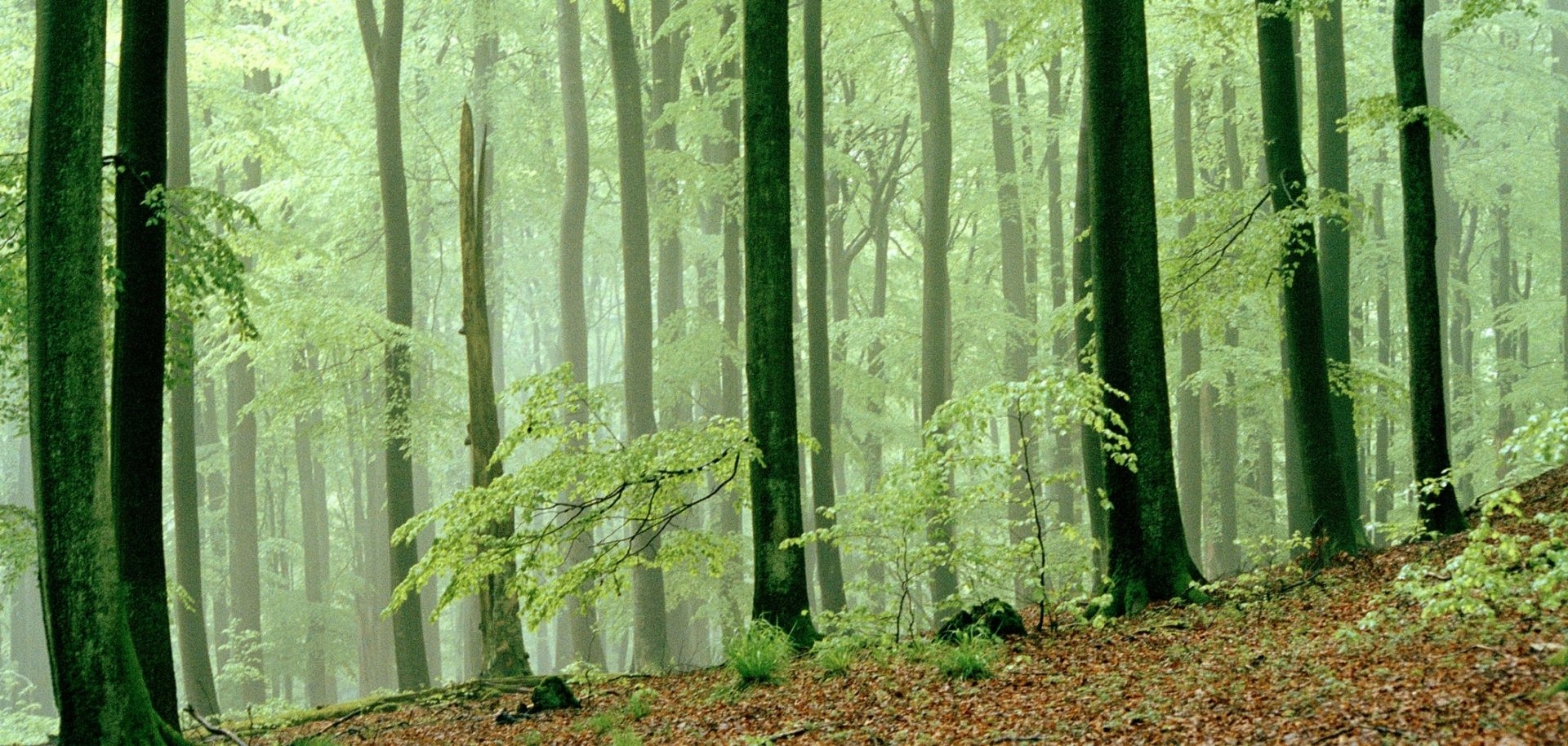 Durch das schöne Wetter kommen viele Gäste in den Nationalpark Eifel. Im Frühjahr ist der Wald noch ungeschützt der Sonne ausgesetzt. Alte Äste und Laub aus dem Vorjahr sind dann besonders leicht zu entzünden. In den nächsten Tagen wird die Waldbrandgefahr daher steigen. Daher bittet die Nationalparkverwaltung sich an die Verhaltensregeln im Nationalpark zu halten. Durch das schöne Wetter kommen viele Gäste in den Nationalpark Eifel. Im Frühjahr ist der Wald noch ungeschützt der Sonne ausgesetzt. Alte Äste und Laub aus dem Vorjahr sind dann besonders leicht zu entzünden. In den nächsten Tagen wird die Waldbrandgefahr daher steigen. Daher bittet die Nationalparkverwaltung sich an die Verhaltensregeln im Nationalpark zu halten.