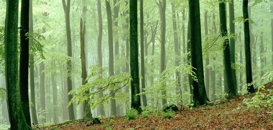 Durch das schöne Wetter kommen viele Gäste in den Nationalpark Eifel. Im Frühjahr ist der Wald noch ungeschützt der Sonne ausgesetzt. Alte Äste und Laub aus dem Vorjahr sind dann besonders leicht zu entzünden. In den nächsten Tagen wird die Waldbrandgefahr daher steigen. Daher bittet die Nationalparkverwaltung sich an die Verhaltensregeln im Nationalpark zu halten.